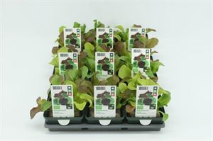 Afbeelding van Sla. Sla Mix